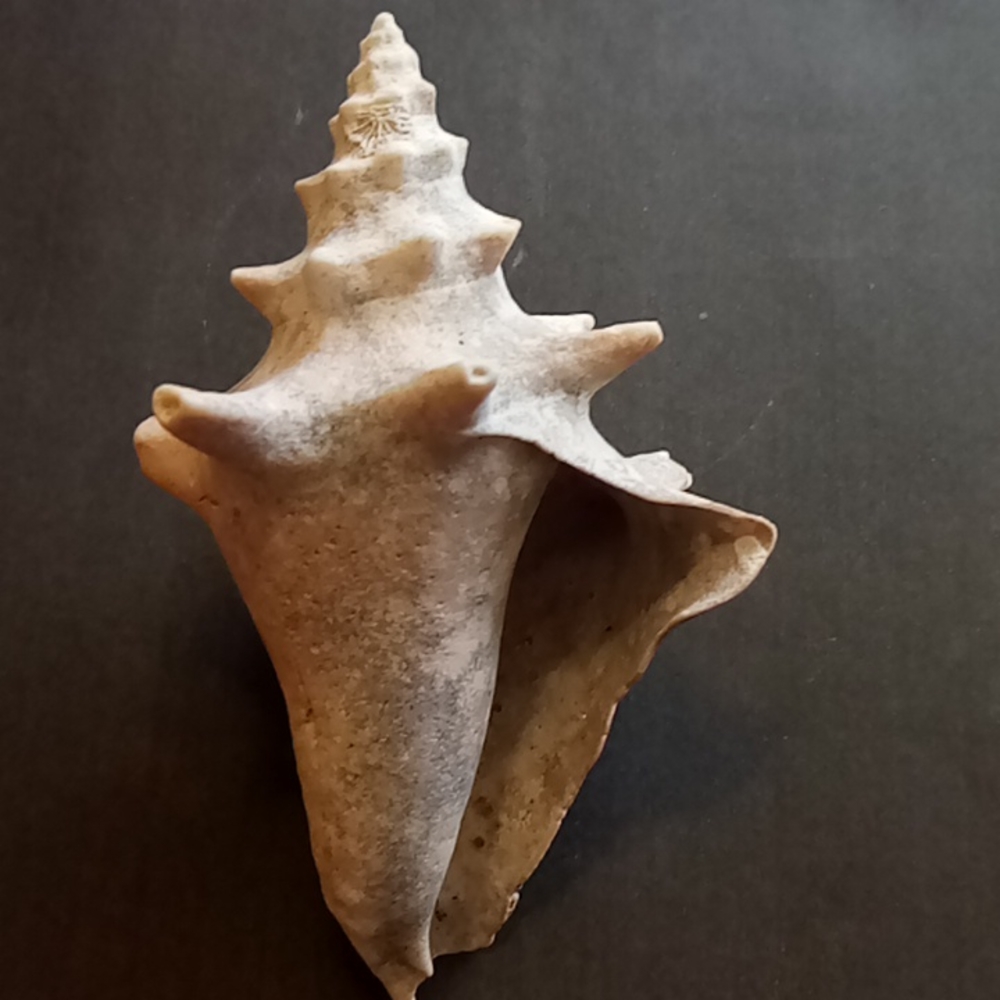 Conch Shell 4inches - Picture 5 of 6